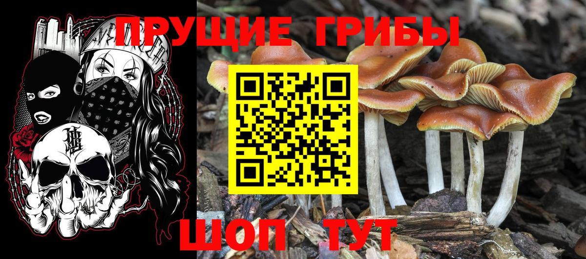 Сальск  продажа наркотиков  Вход с VPN  Галлюциногенные грибы Psilocybe 